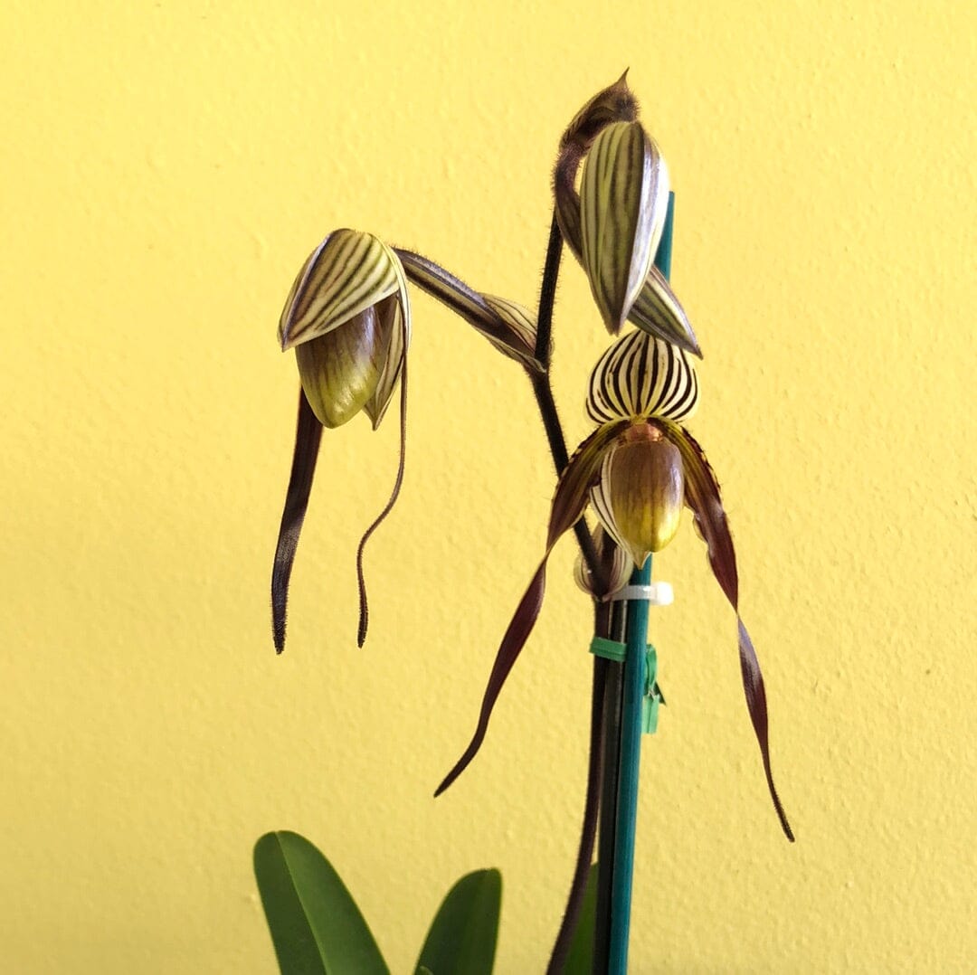 Paphiopedilum philippinense x Paphiopedilum gardneri Paphiopedilum La Foresta Orchids 