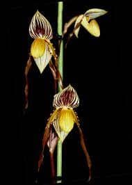 Paphiopedilum philippinense x Paphiopedilum gardneri Paphiopedilum La Foresta Orchids