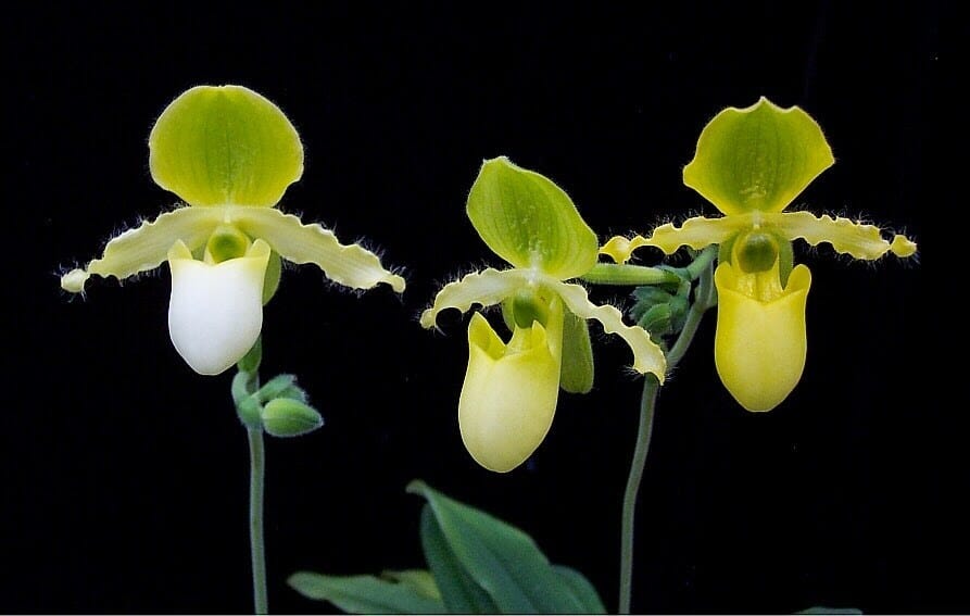 Paphiopedilum primulinum var. 'In Charm' Paphiopedilum La Foresta Orchids 