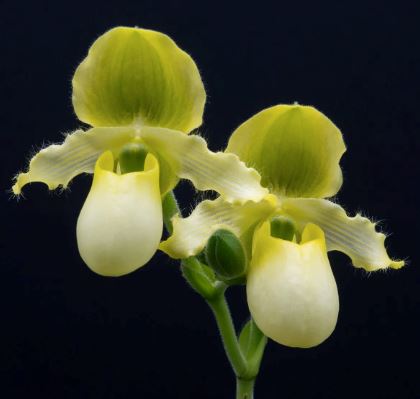 Paphiopedilum primulinum var. 'In Charm' Paphiopedilum La Foresta Orchids