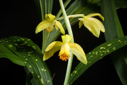 Phaius flavus 'Golden Charm' x self - Variegated Orchids Phaius La Foresta Orchids 