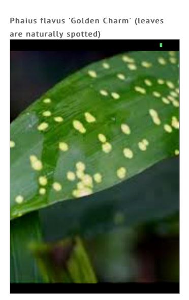 Phaius flavus 'Golden Charm' x self - Variegated Orchids Phaius La Foresta Orchids
