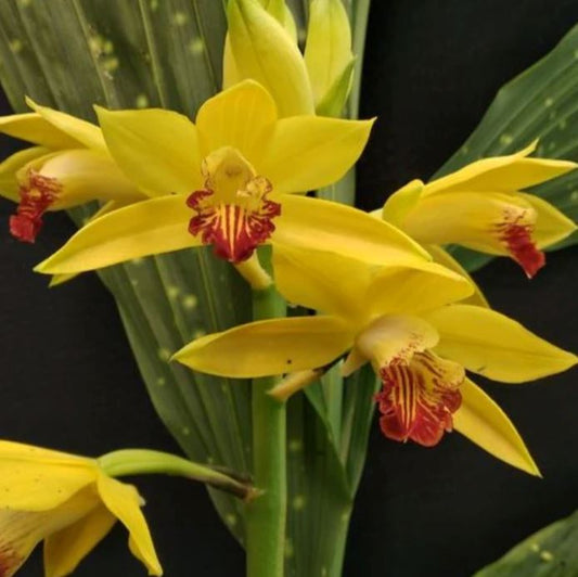 Phaius flavus 'Golden Charm' x self - Variegated Orchids Phaius La Foresta Orchids