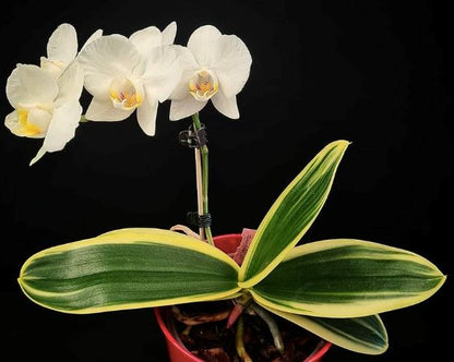 Phalaenopsis amabilis - a variegated orchids! Phalaenopsis La Foresta Orchids 