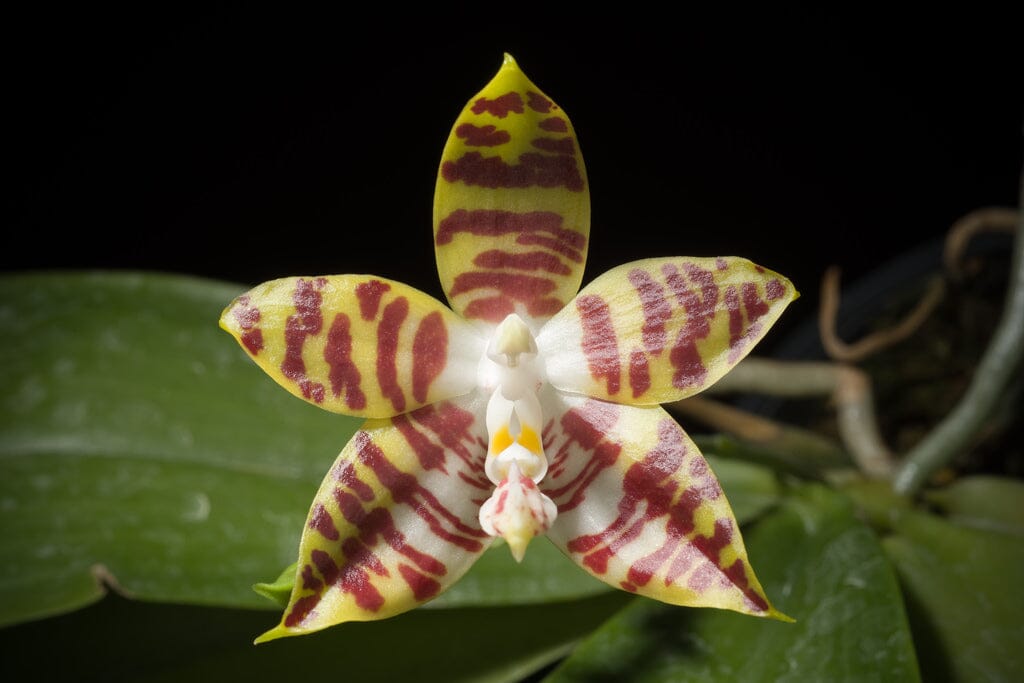 Phalaenopsis amboinensis Phalaenopsis La Foresta Orchids 