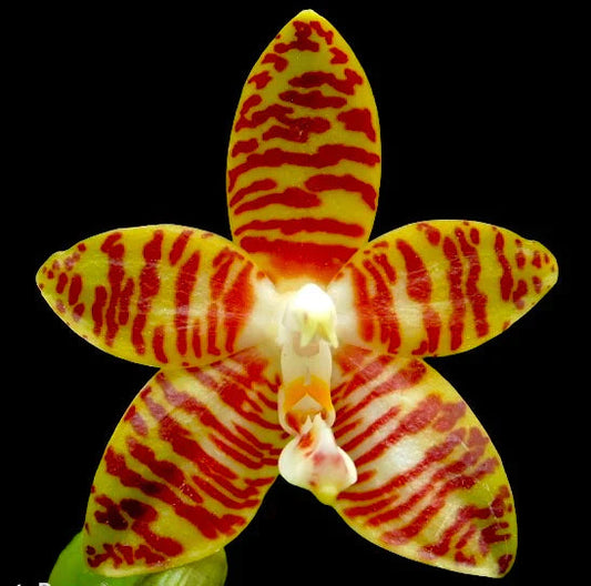 Phalaenopsis amboinensis Phalaenopsis La Foresta Orchids