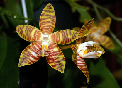 Phalaenopsis amboinensis Phalaenopsis La Foresta Orchids 