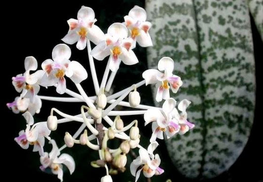 Phalaenopsis celebensis Phalaenopsis La Foresta Orchids