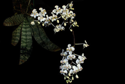 Phalaenopsis celebensis Phalaenopsis La Foresta Orchids 