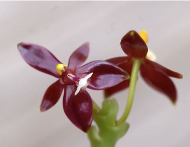 Phalaenopsis cornu-cervi var vini 'Wan-Kou' Phalaenopsis La Foresta Orchids 