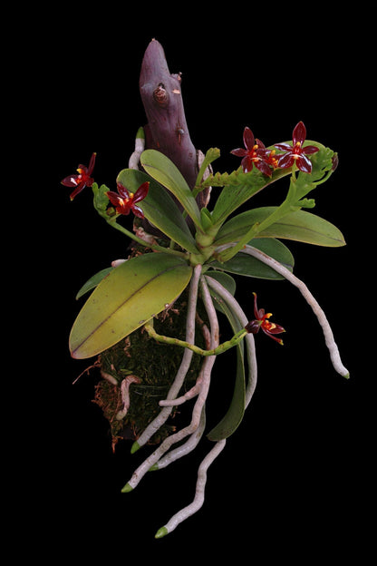 Phalaenopsis cornu-cervi var vini 'Wan-Kou' Phalaenopsis La Foresta Orchids 