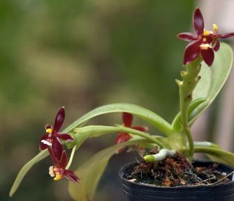 Phalaenopsis cornu-cervi var vini 'Wan-Kou' Phalaenopsis La Foresta Orchids