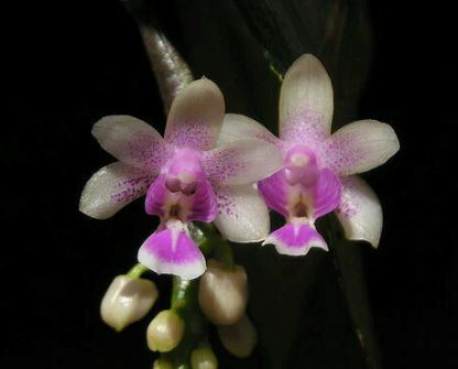 Phalaenopsis deliciosa Phalaenopsis La Foresta Orchids