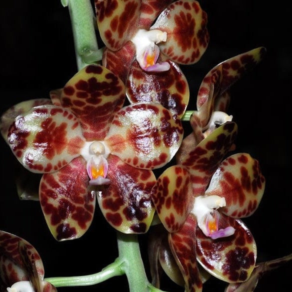 Phalaenopsis gigantea Phalaenopsis La Foresta Orchids 