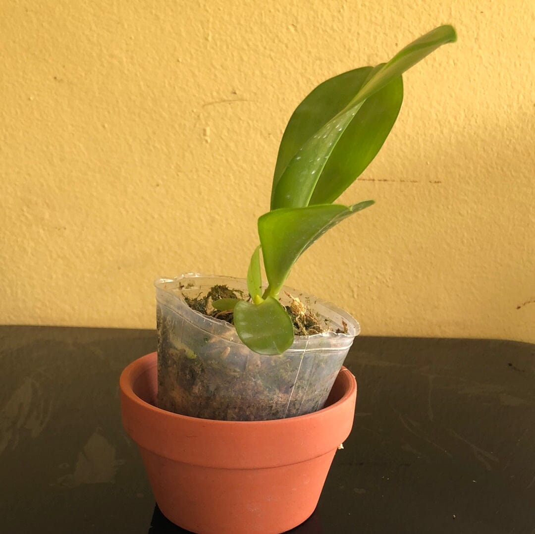 Phalaenopsis micholitzii Phalaenopsis La Foresta Orchids