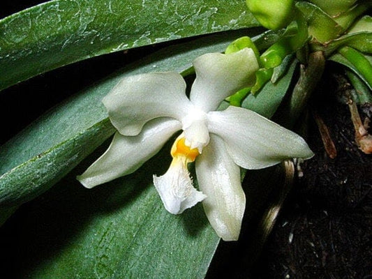 Phalaenopsis micholitzii Phalaenopsis La Foresta Orchids