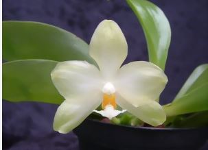 Phalaenopsis micholitzii Phalaenopsis La Foresta Orchids 