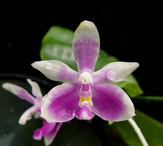 Phalaenopsis modesta Cattleya La Foresta Orchids