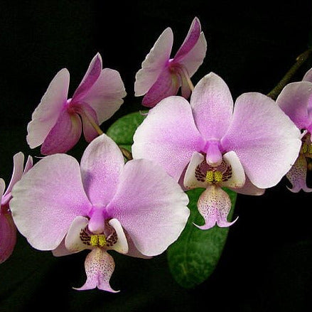 Phalaenopsis schilleriana Phalaenopsis La Foresta Orchids