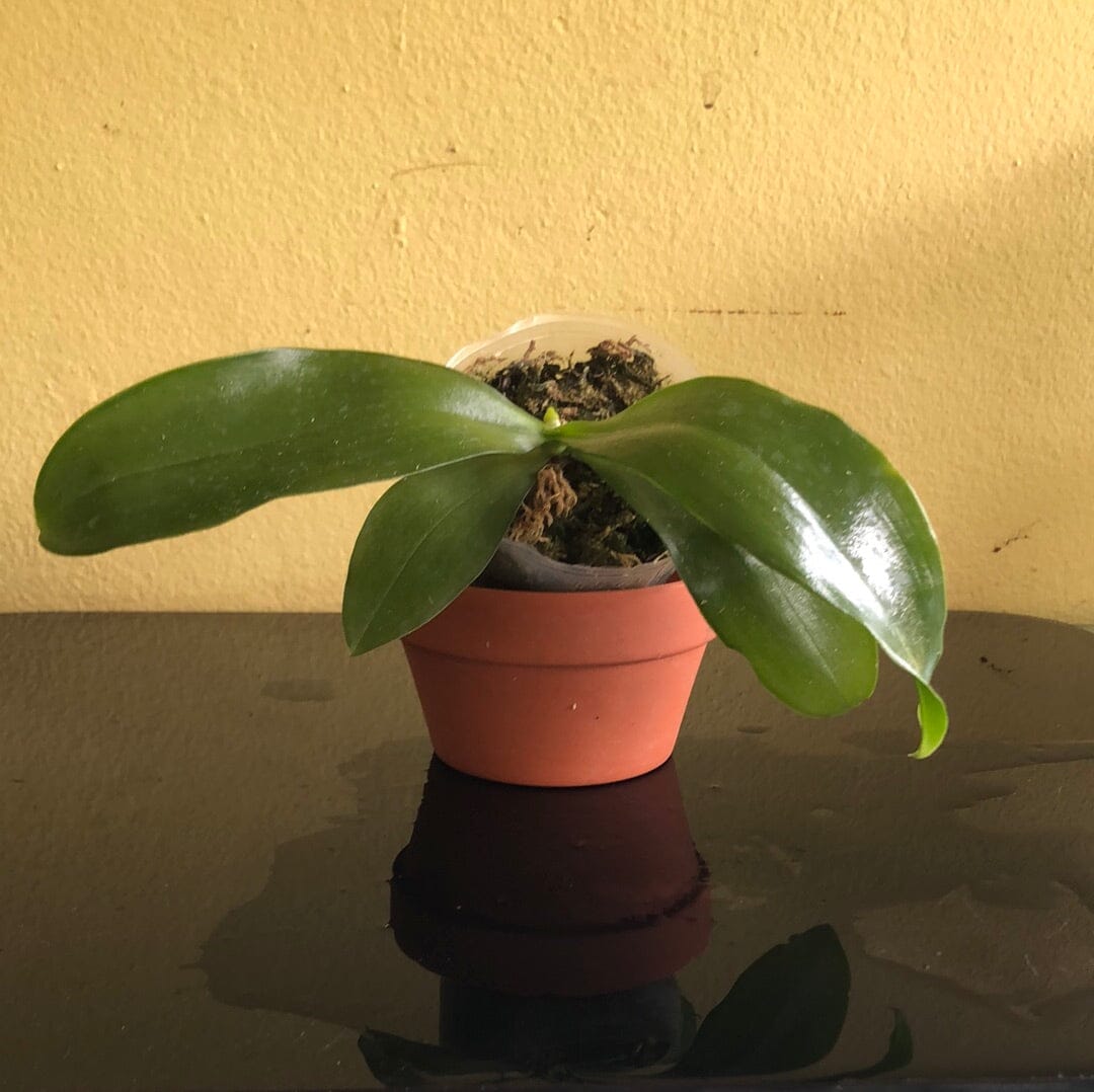 Phalaenopsis venosa var. 'Red' - Mericlone Phalaenopsis La Foresta Orchids 