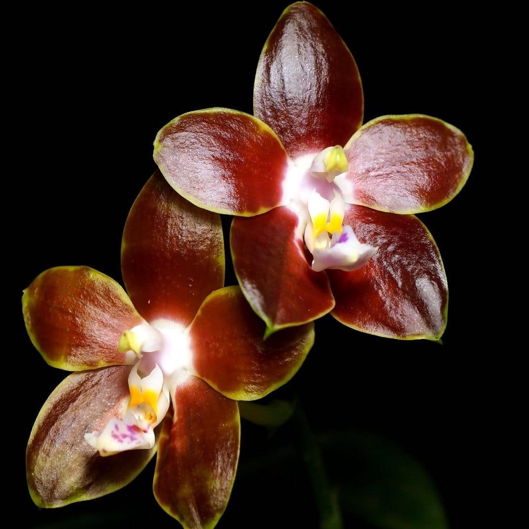 Phalaenopsis venosa var. 'Red' Phalaenopsis La Foresta Orchids 