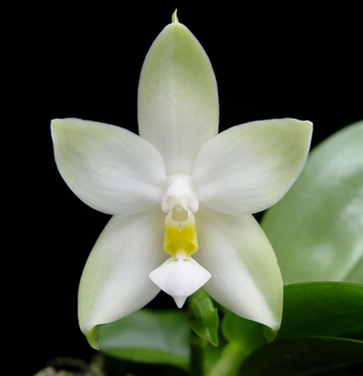 Phalaenopsis violacea var. alba Phalaenopsis La Foresta Orchids 