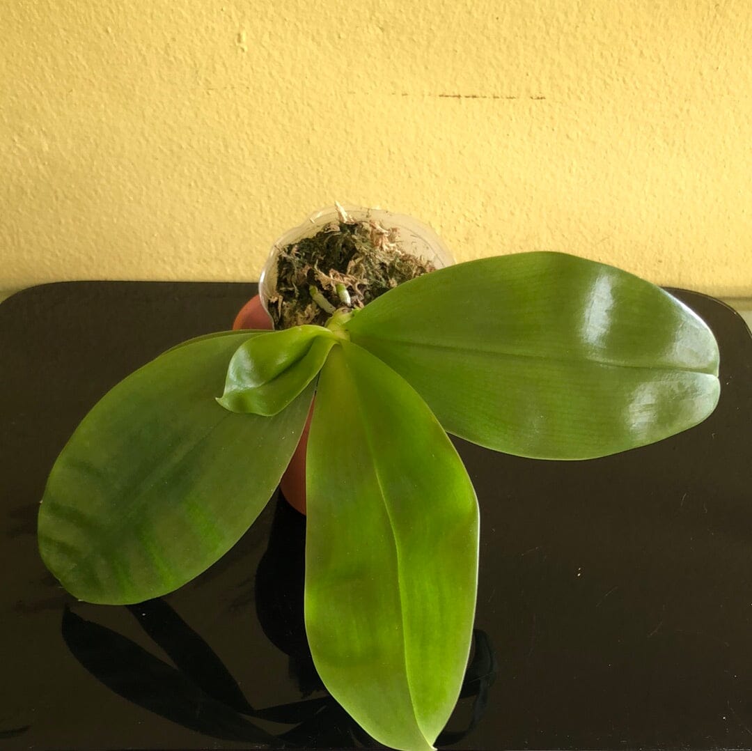 Phalaenopsis violacea var. alba Phalaenopsis La Foresta Orchids 