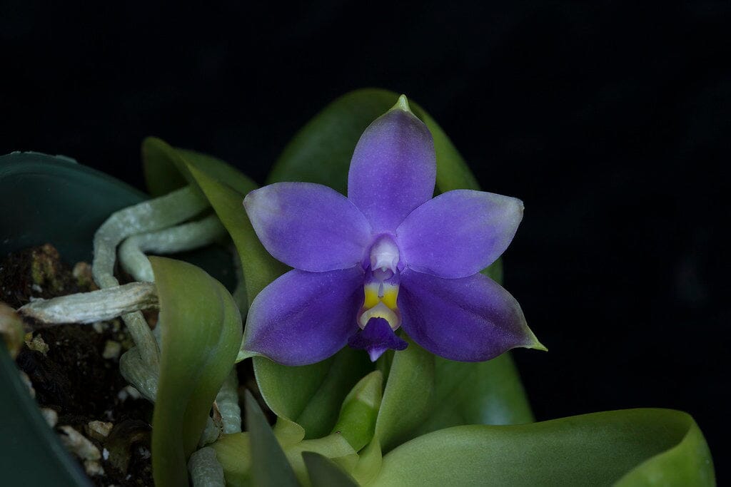 Phalaenopsis violacea var. coerulea ‘Indigo’ Phalaenopsis La Foresta Orchids 
