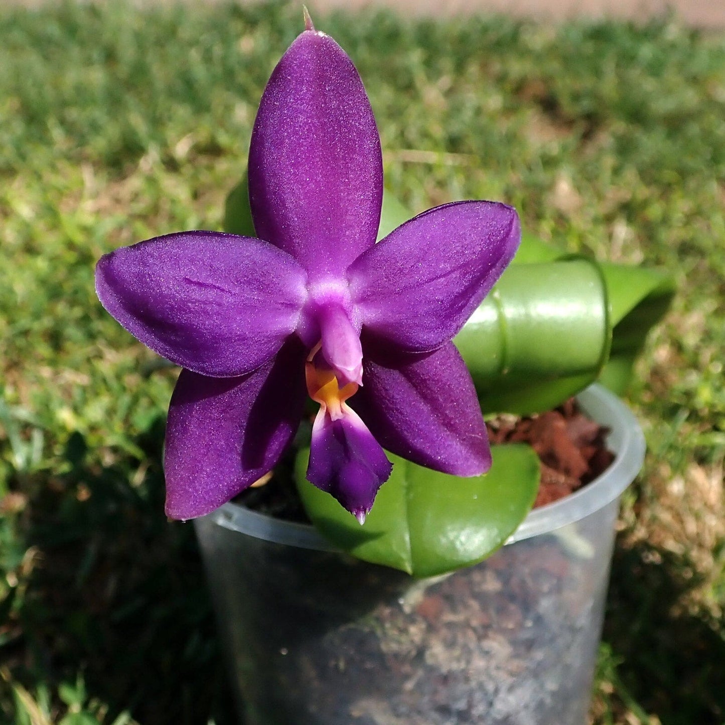Phalaenopsis violacea var. coerulea ‘Indigo’ Phalaenopsis La Foresta Orchids 