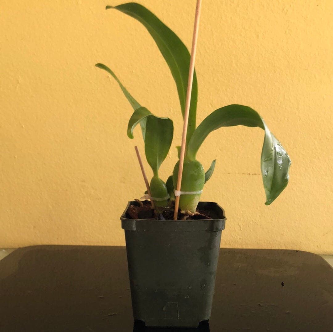 Prosthechea ionophlebia Encyclia La Foresta Orchids