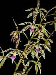 Prosthechea prismatocarpa prosthechea La Foresta Orchids