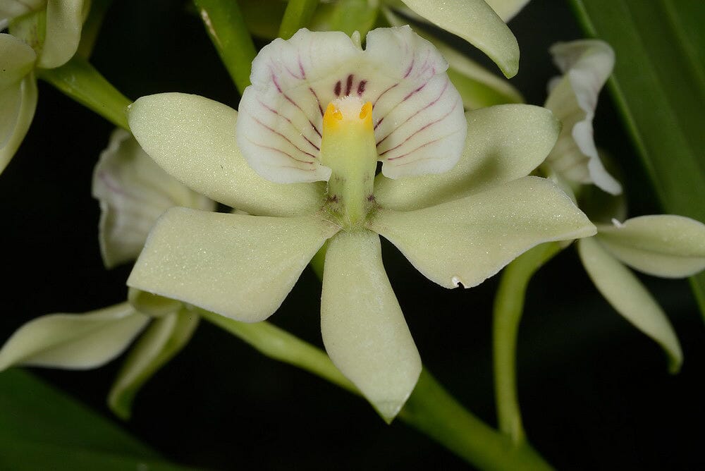 Prosthechea radiata Encyclia La Foresta Orchids 