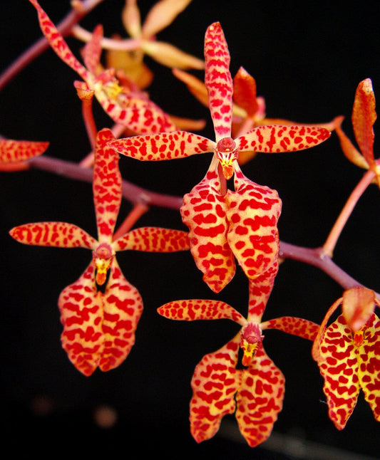 Renanthera monachica Vanda La Foresta Orchids