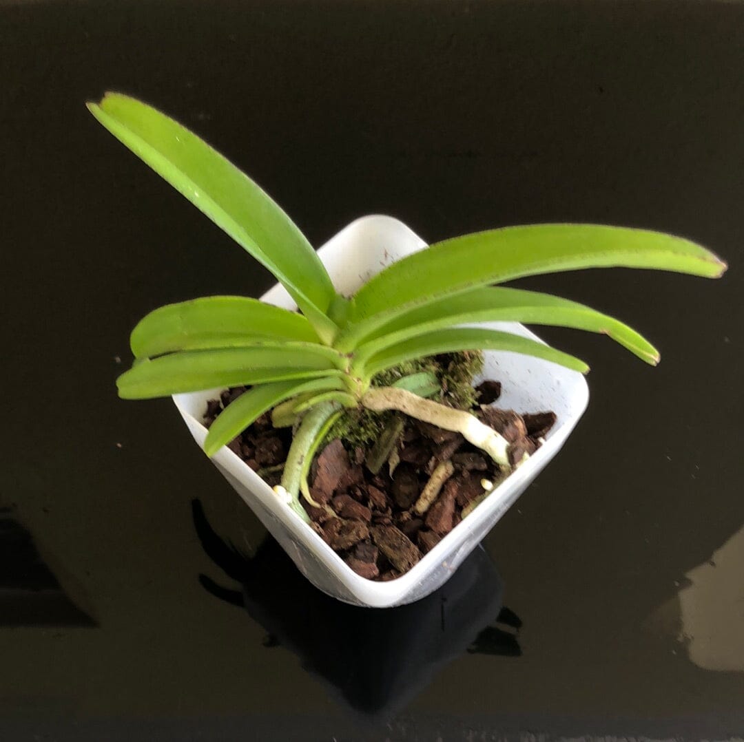 Rhynchostylis coelestis 'Blue' Vanda La Foresta Orchids