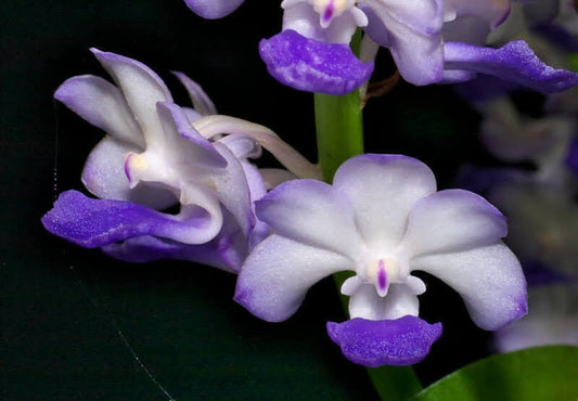 Rhynchostylis coelestis 'Blue' Vanda La Foresta Orchids