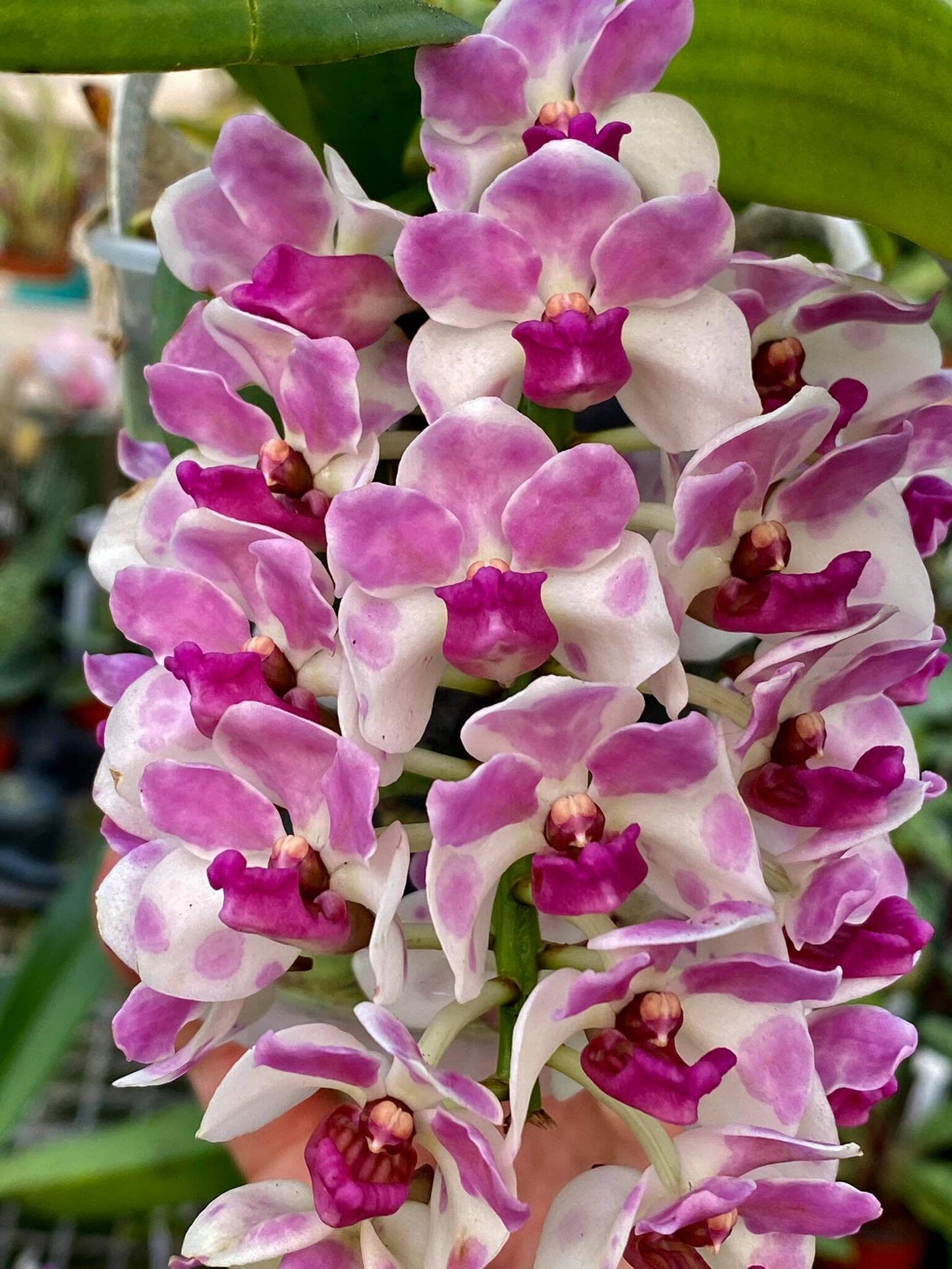 Rhynchostylis gigantea Vanda La Foresta Orchids var. Pink Spot