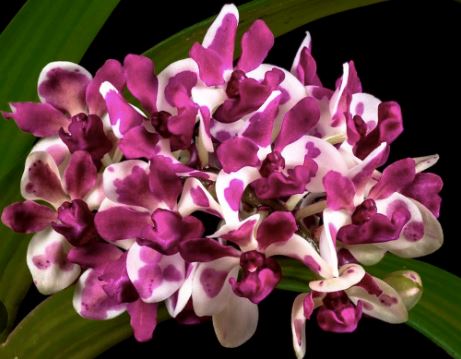 Rhynchostylis gigantea Vanda La Foresta Orchids var. Red Spot