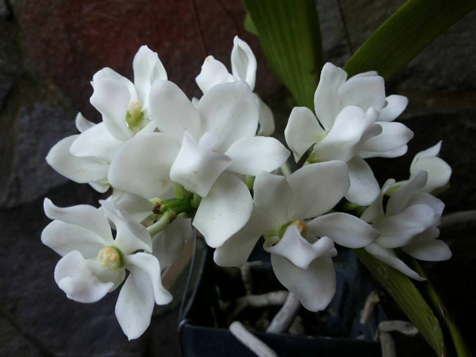Rhynchostylis gigantea Vanda La Foresta Orchids var. White 
