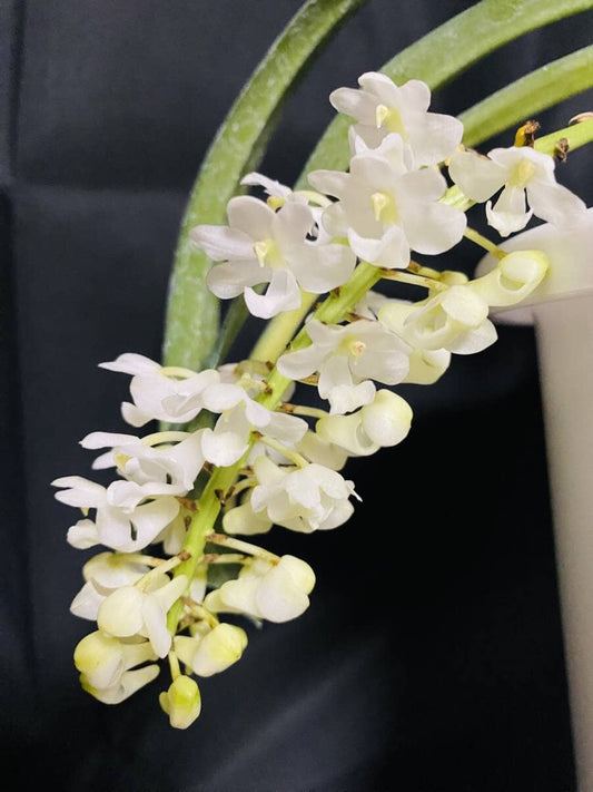 Rhynchostylis retusa var. alba Vanda La Foresta Orchids