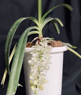 Rhynchostylis retusa var. alba Vanda La Foresta Orchids 