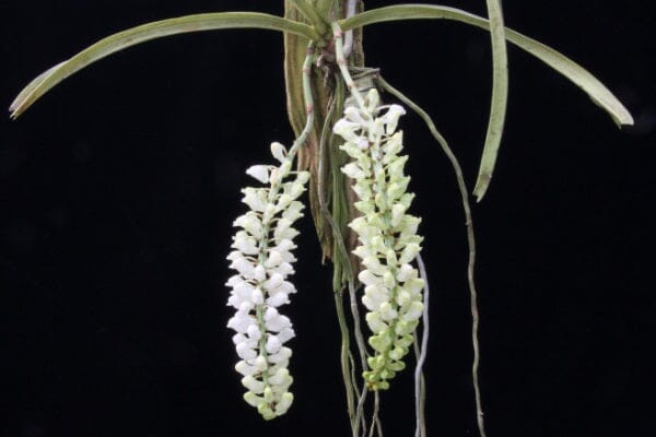 Rhynchostylis retusa var. alba Vanda La Foresta Orchids 
