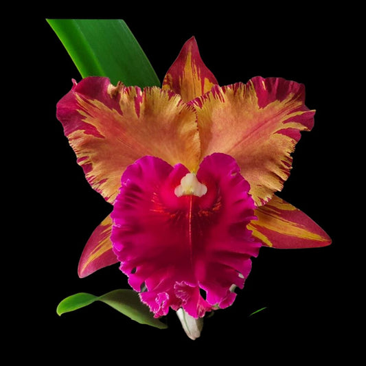 Rlc. Hey Song 'Amazing Thailand' Cattleya La Foresta Orchids 