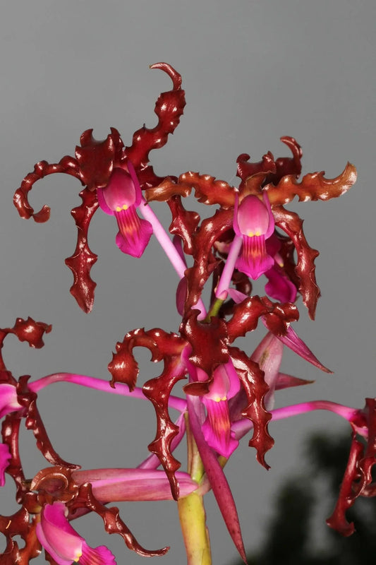 Schomburgkia rosea var. schultzei x Schomburgkia lueddemannii Schomburgkia La Foresta Orchids