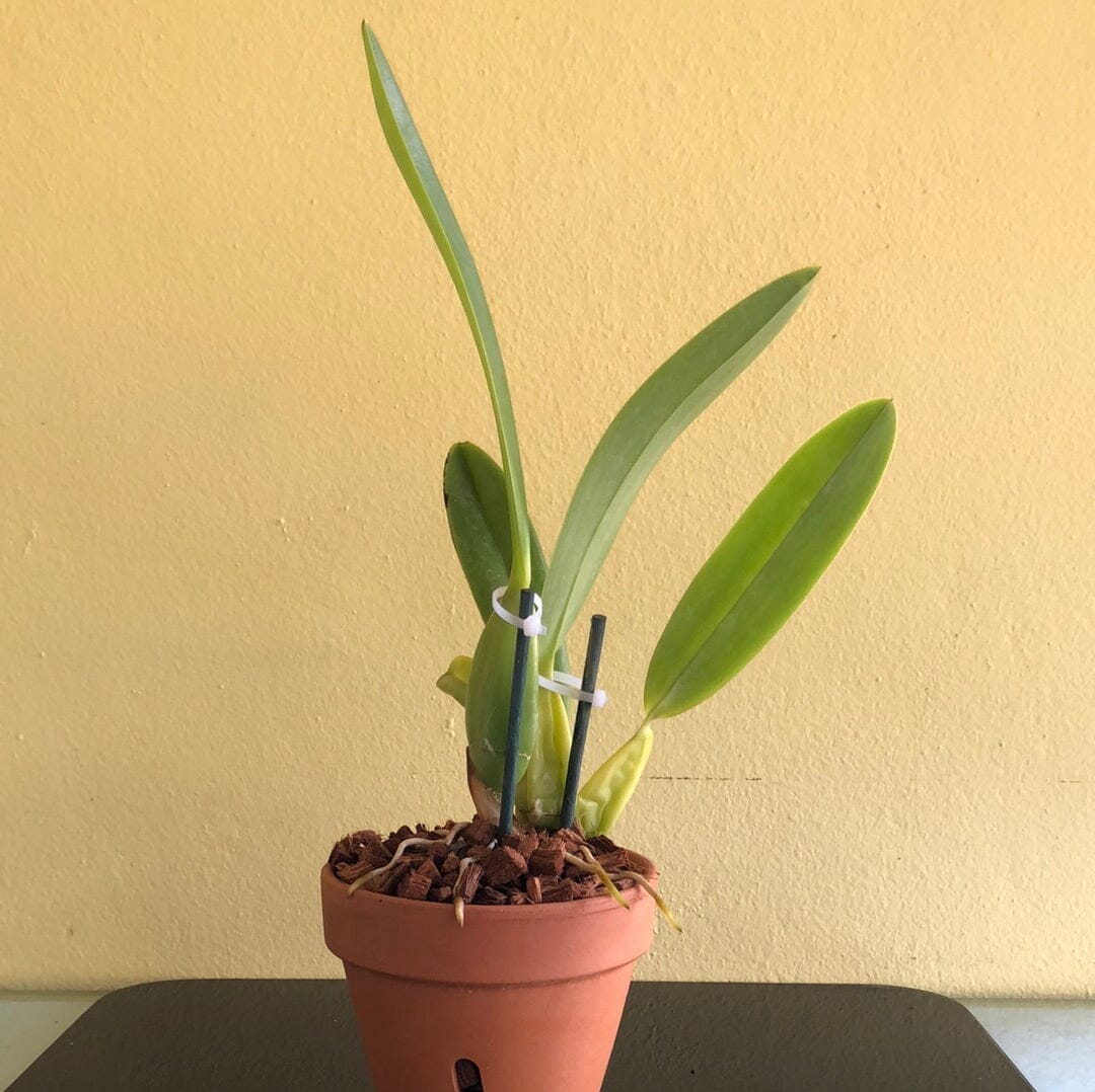 Schomburgkia rosea var. schultzei x Schomburgkia lueddemannii Schomburgkia La Foresta Orchids