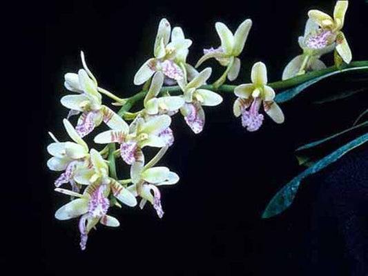 Sedirea japonica Vanda La Foresta Orchids