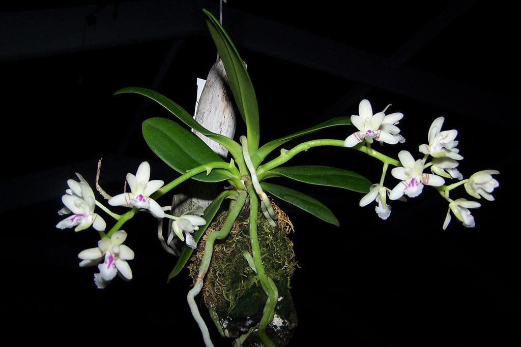 Sedirea japonica Vanda La Foresta Orchids 