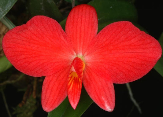 Sophronitis wittigiana var. brevipendunculata Sophronitis La Foresta Orchids 