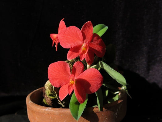 Sophronitis wittigiana var. brevipendunculata Sophronitis La Foresta Orchids