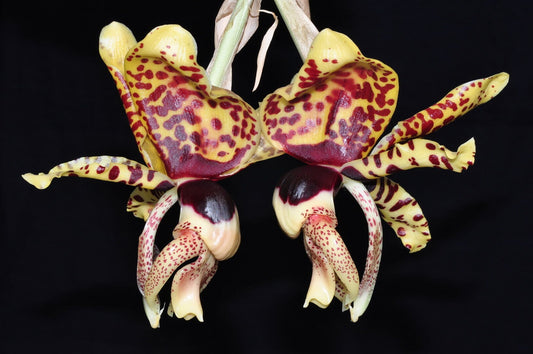 Stanhopea tigrina var. Aztec x var. nigroviolacea 'Predator' Stanhopea La Foresta Orchids