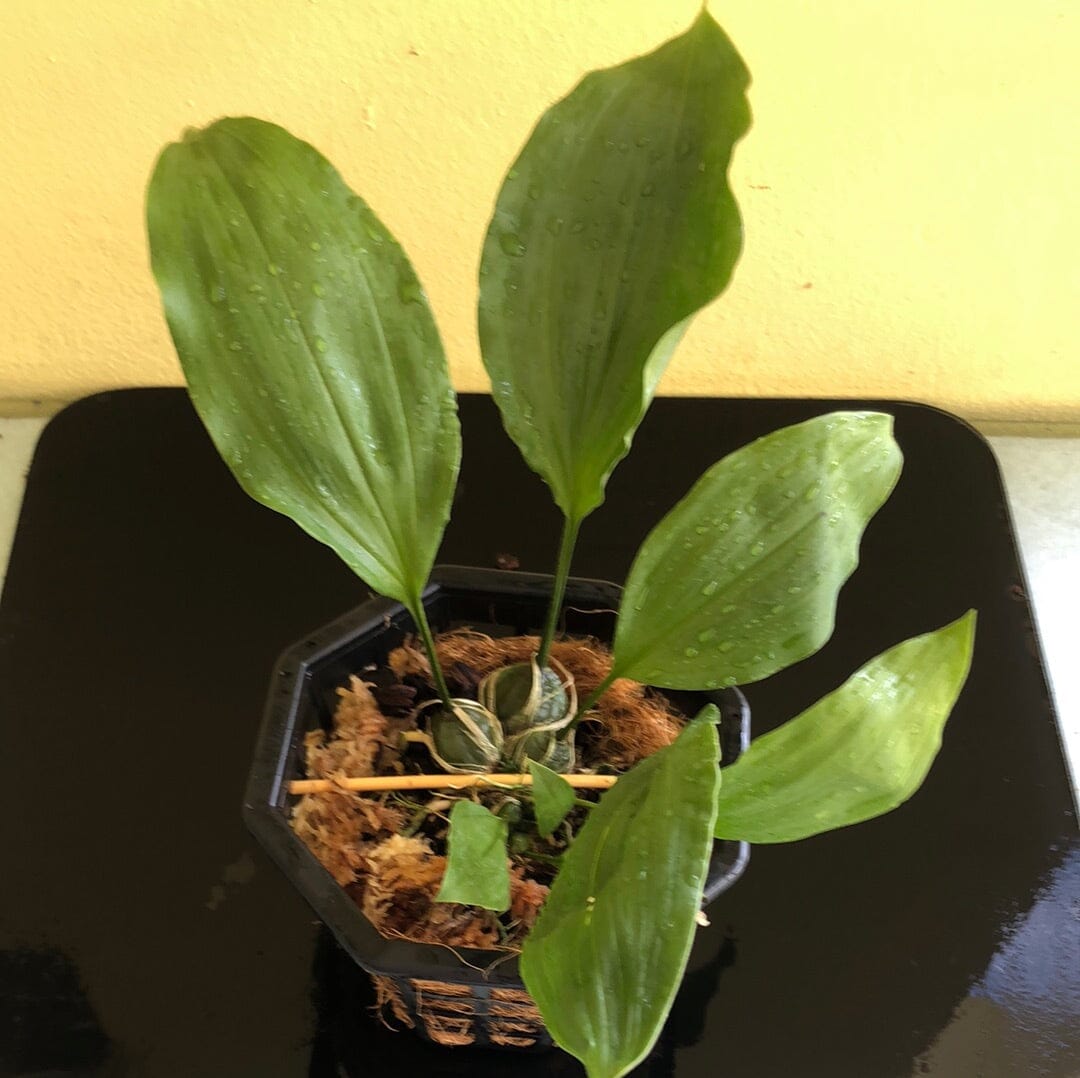 Stanhopea tigrina var. Aztec x var. nigroviolacea 'Predator' Stanhopea La Foresta Orchids